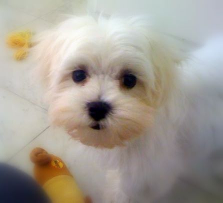 Oliver Maltese Dog